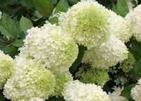Panicle Hydreangeas