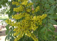 Panicled Goldenraintree