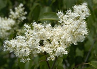 Japanese Tree Lilac