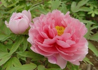 Peony