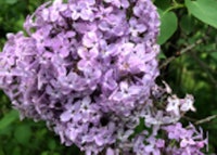 Common Lilac