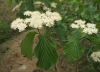 Linden Viburnum