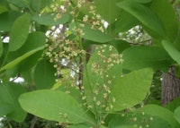 American Smoketree