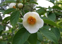 Japanese Stewartia