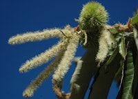 Chinese Chestnut