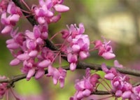 Asiatic Redbud