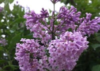 Preston Lilac