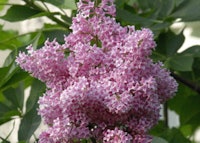 Preston Lilac (James MacFarlane)