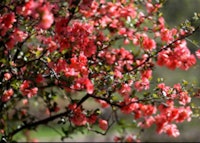 Flowering Quince