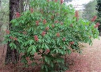 Red Buckeye Plant 