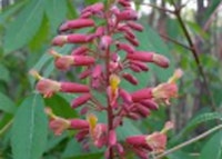 Red Buckeye Bloom