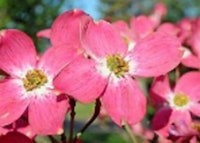Red Flowering Dogwood 
