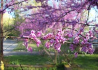 Eastern Redbud