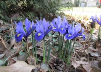 Reticulated Iris
