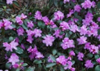 P.J.M. Rhododendron