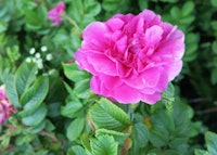 Rugosa Shrub Rose