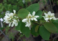 Saskatoon Serviceberry