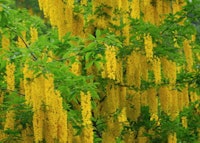 Scottish Laburnum