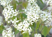 Serviceberry 