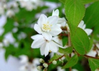 Slender Deutzia