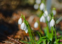 Snowdrop