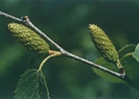 Sweet Birch Bud (Female Catkin)