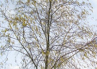 Sweet Birch Tree (Female Catkin)
