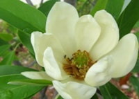 Sweetbay Magnolia