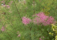 Tamarisk