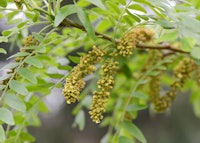 Thornless Honeylocust