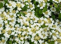 Tomentosum Doublefile Viburnum 
