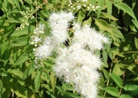 Ural Falsespirea