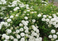 Vanhoutte Spirea