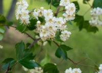 Washington Hawthorn
