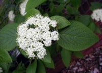 Wayfaringtree Viburnum