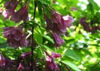 Weigela