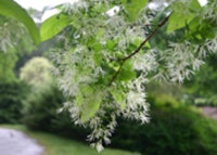 White Fringetree