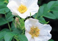 White Rugosa Shrub Rose