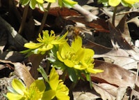 Winter Aconite in bloom 