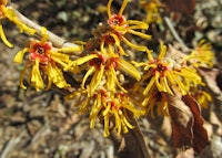 Witchhazel