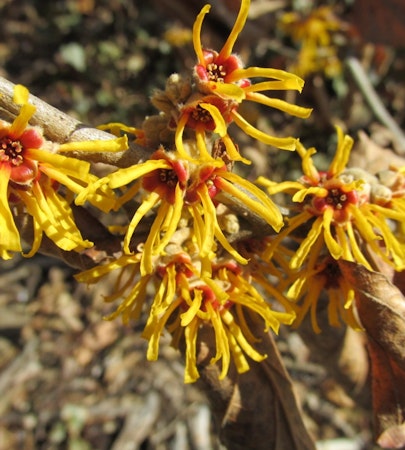Late February Blooms