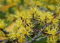 Common Witchhazel