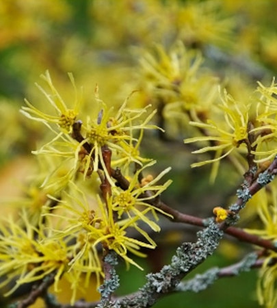 November-December Blooms 