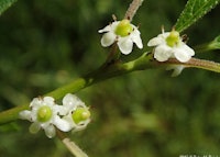 Winterberry (female)