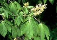 Yellow Buckeye